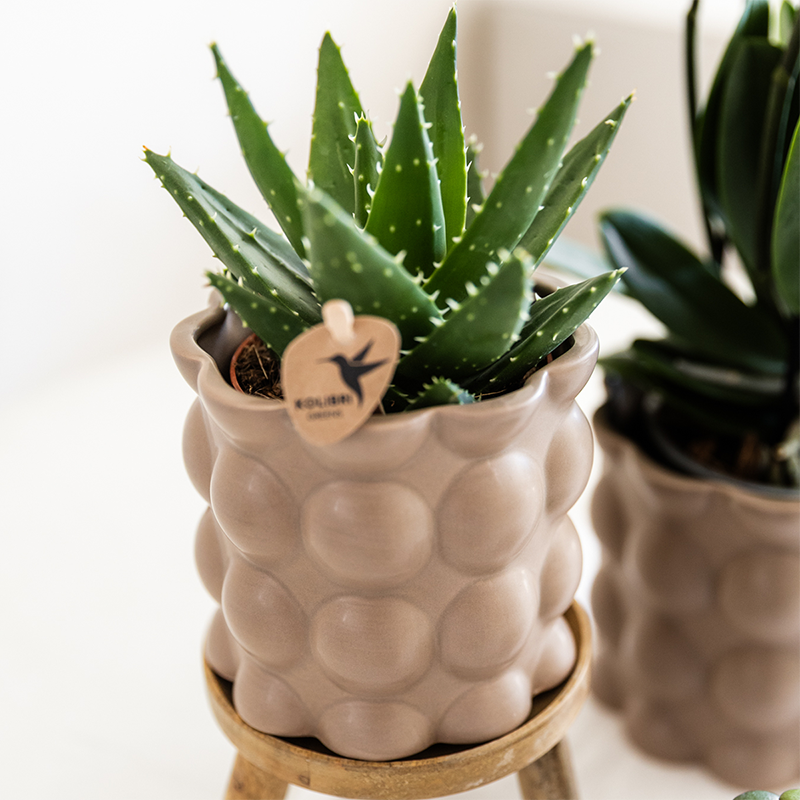 Set Cotton Sand | Grüne Pflanzen mit Weißer Phalaenopsis-Orchidee Ghent in Keramischen Ziertöpfen