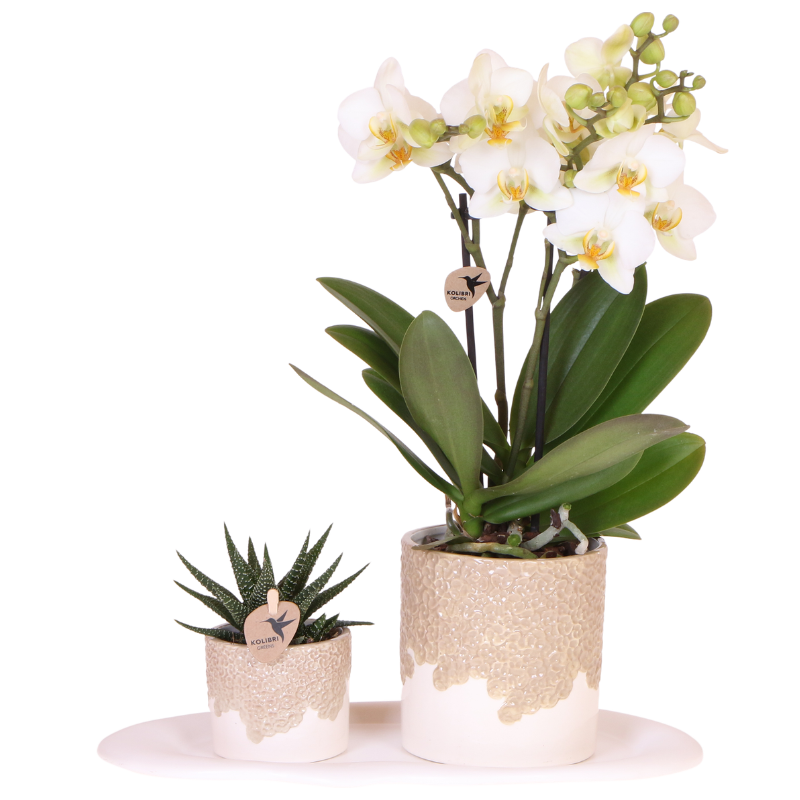 Set Bloom Sand klein