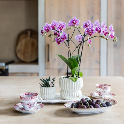 Kolibri Orchids | Rosa-Violette Phalaenopsis-Orchidee - Diamond El Salvador - Blühende Zimmerpflanze - Frisch vom Züchter - Ø9cm