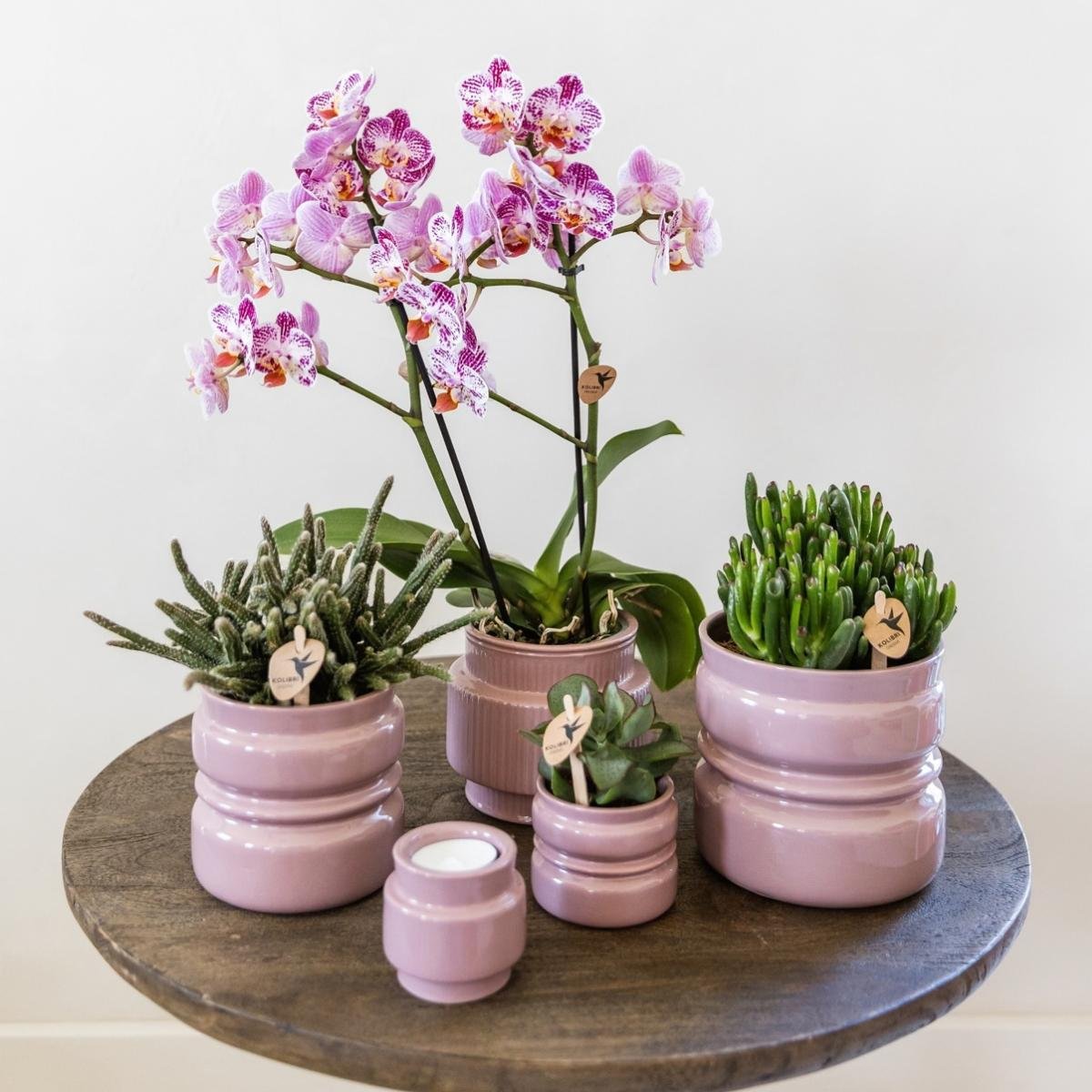 Kolibri Orchids | Kombi-Angebot - 2 Rosa-Violette Phalaenopsis Orchideen Diamond Bora Bora - Ø9 cm