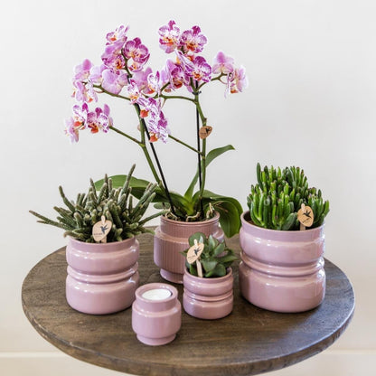 Kolibri Orchids | Kombi-Angebot - 2 Rosa-Violette Phalaenopsis Orchideen Diamond Bora Bora - Ø9 cm