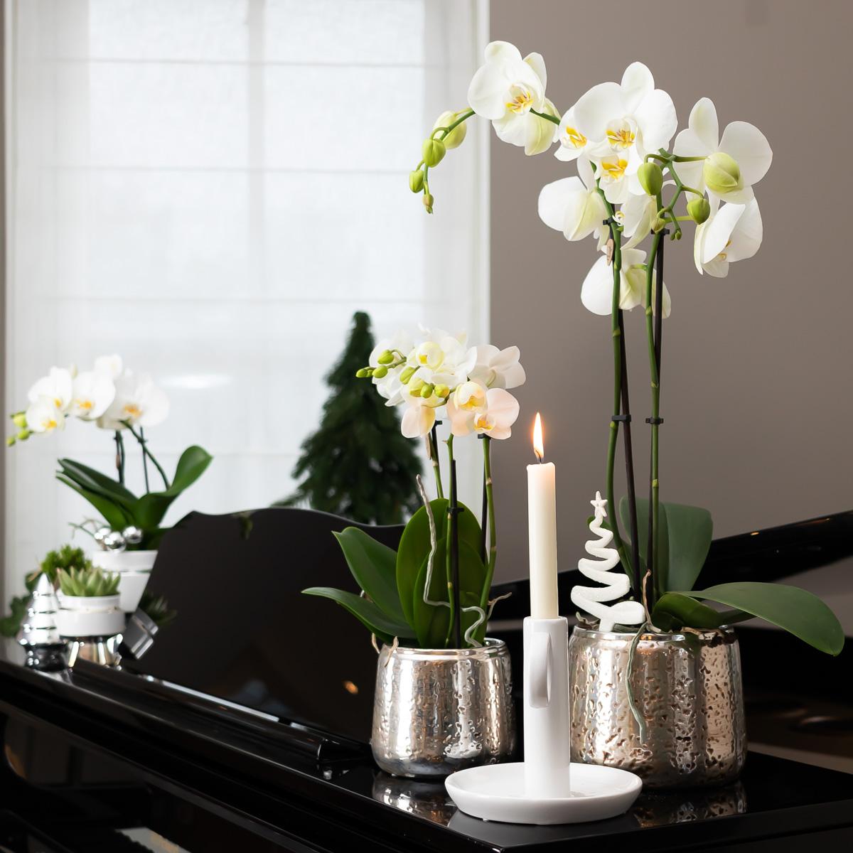 Kolibri Orchids | weiße Phalaenopsis Orchidee - Amabilis + Luxus-Ziertopf silber - Topfgröße Ø9cm - 40cm hoch | blühende Zimmerpflanze im Blumentopf - frisch vom Züchter