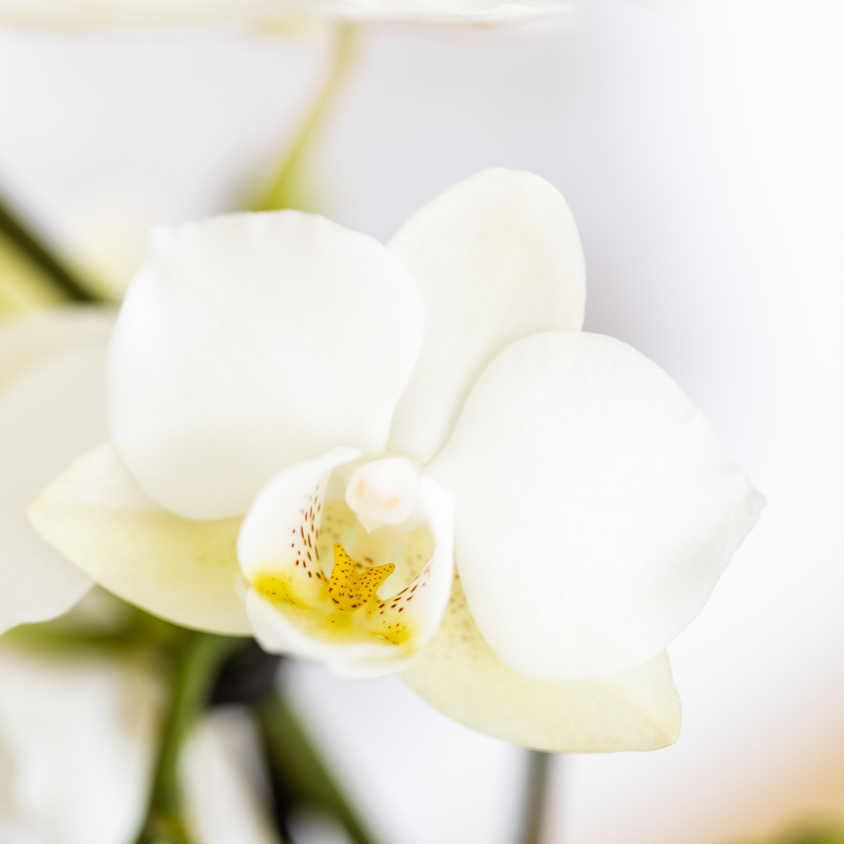 Pflanzenset Mediterranean Sunset | Weiße Phalaenopsis Orchidee Lausanne und Sukkulenten inkl. Keramik-Ziertöpfe