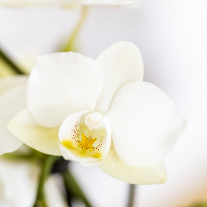 Pflanzenset Mediterranean Sunset | Weiße Phalaenopsis Orchidee Lausanne und Sukkulenten inkl. Keramik-Ziertöpfe