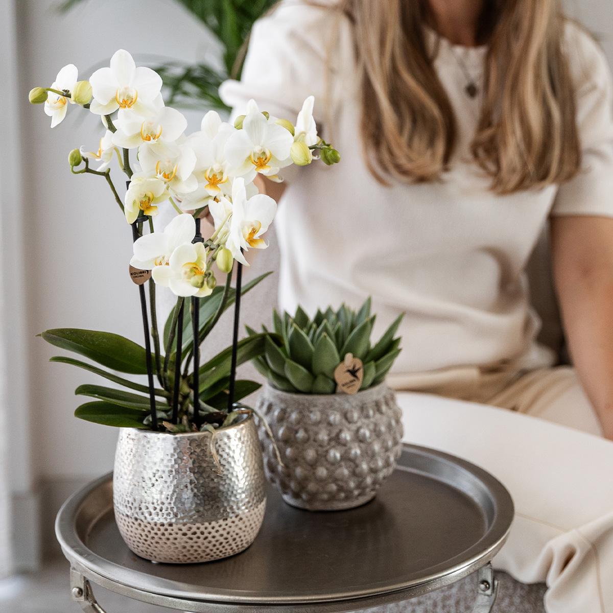 Kolibri Home | Elite silver pot - topfgröße Ø9cm - Ø12cm