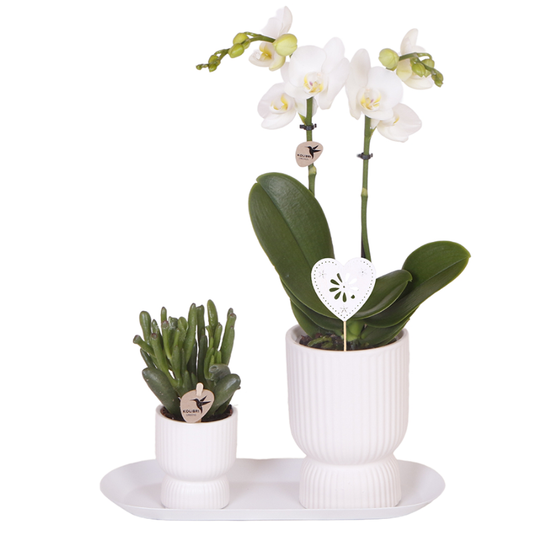 Set Diabolo White klein