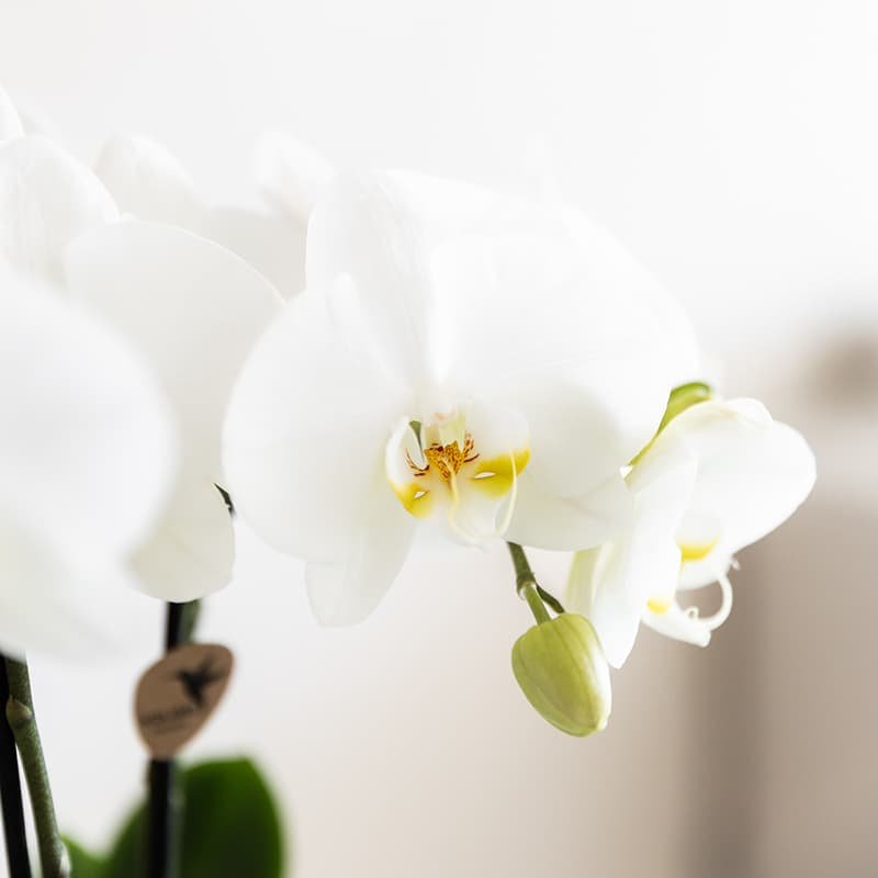 Kolibri Orchids | Weißes Jungle Bouquet Mineral Amabilis in Oyster Dish