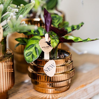 Kolibri Orchids | Pflanzenset Allure Shiny Bronze - Violette Phalaenopsis Orchidee Mineral Morelia, Sukkulente & Calathea Makoyana