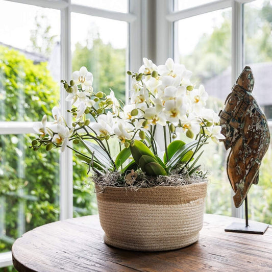 Kolibri Orchids | Weißes Mono Bouquet Blossom Lausanne im Cotton Basket