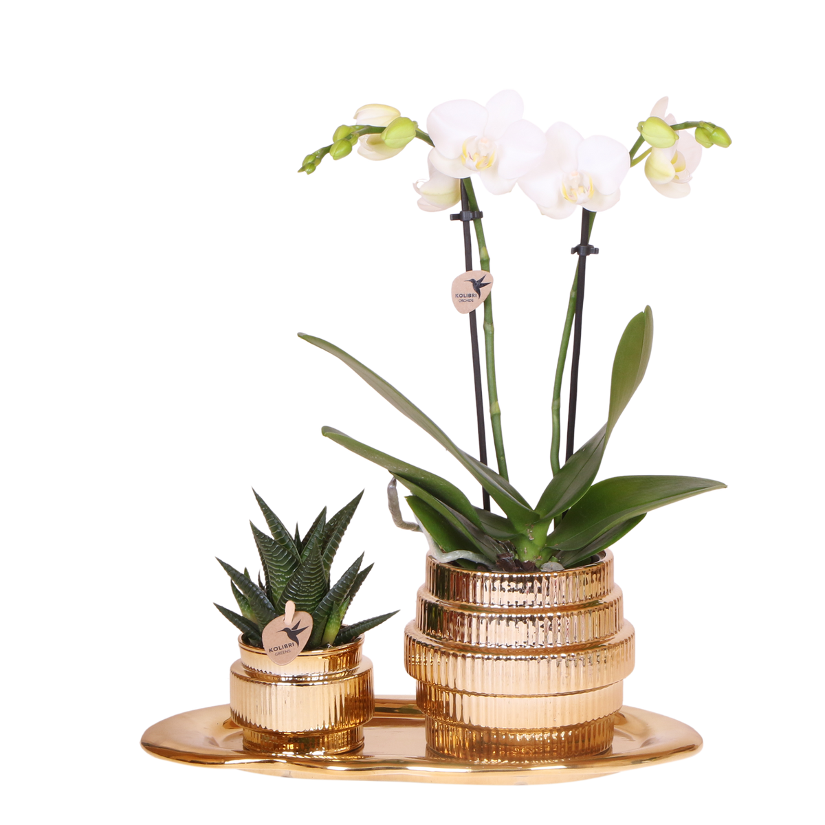Kolibri Orchids | Geschenkset Allure Shiny Gold - Weiße Phalaenopsis Orchidee Mineral Amabilis & Sukkulente