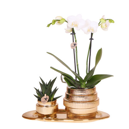 Kolibri Orchids | Geschenkset Allure Shiny Gold - Weiße Phalaenopsis Orchidee Mineral Amabilis & Sukkulente