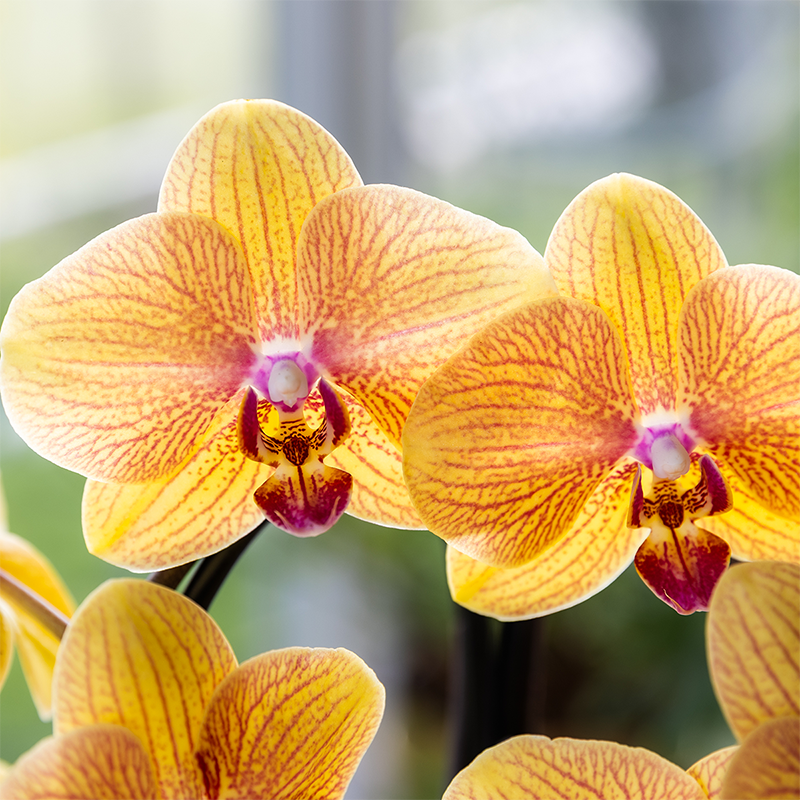 Sunny (Phalaenopsis Sunny Bunny)