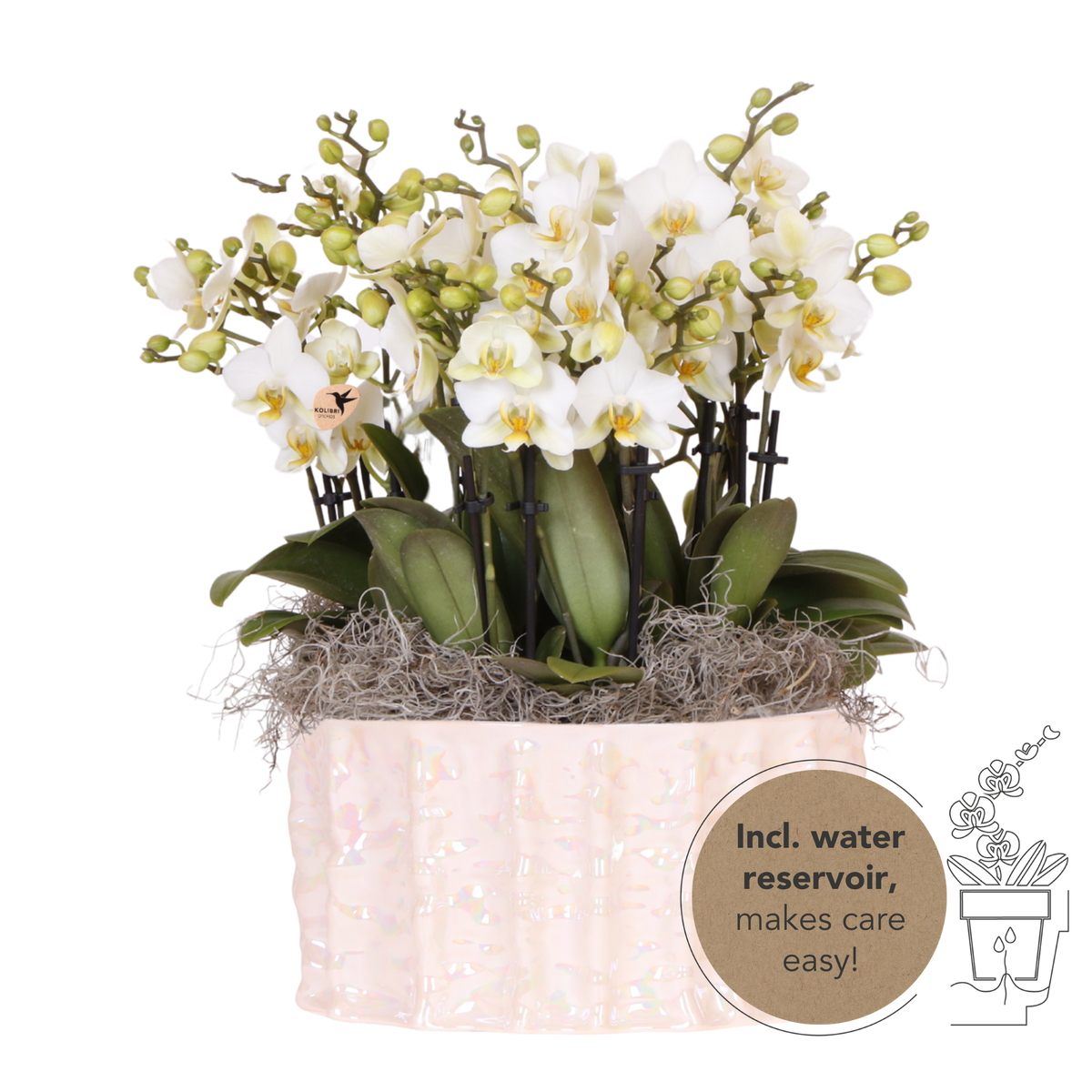 Kolibri Orchids | Weißes Mono Bouquet Blossom Lausanne in Oyster Dish