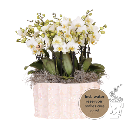 Kolibri Orchids | Weißes Mono Bouquet Blossom Lausanne in Oyster Dish