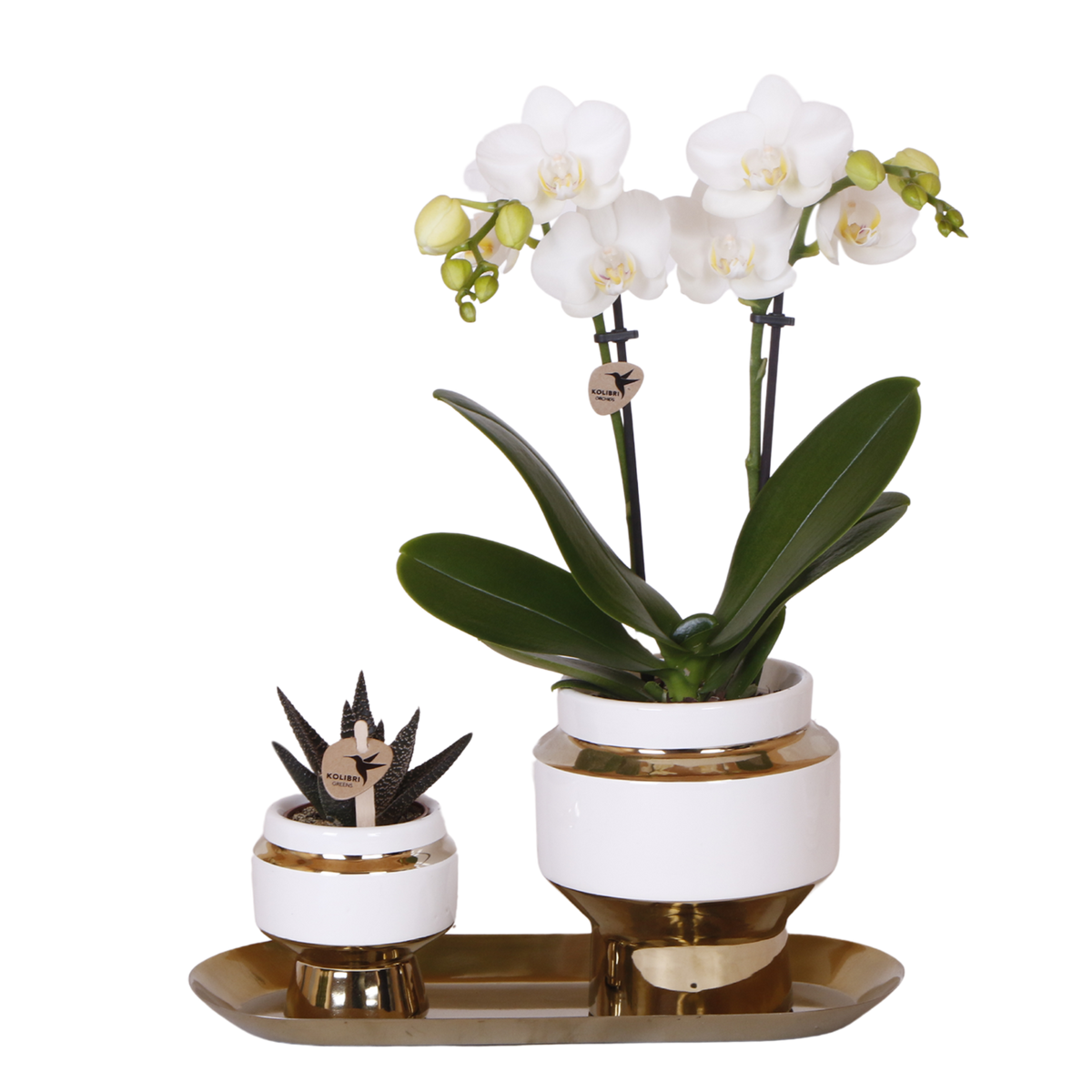 Kolibri Orchids | Geschenkset Le Chic Gold - Weiße Phalaenopsis Orchidee Mineral Amabilis & Sukkulente