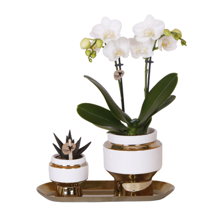 Kolibri Orchids | Geschenkset Le Chic Gold - Weiße Phalaenopsis Orchidee Mineral Amabilis & Sukkulente