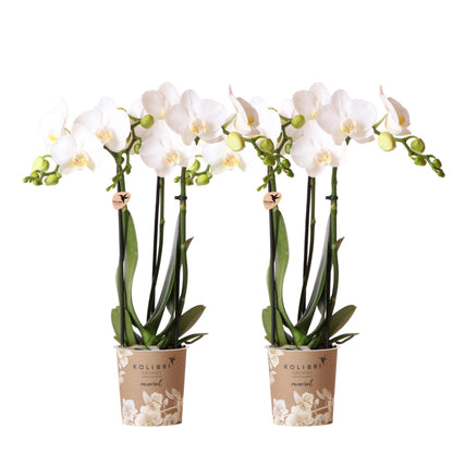 2 Blanca im Ø9cm Topf