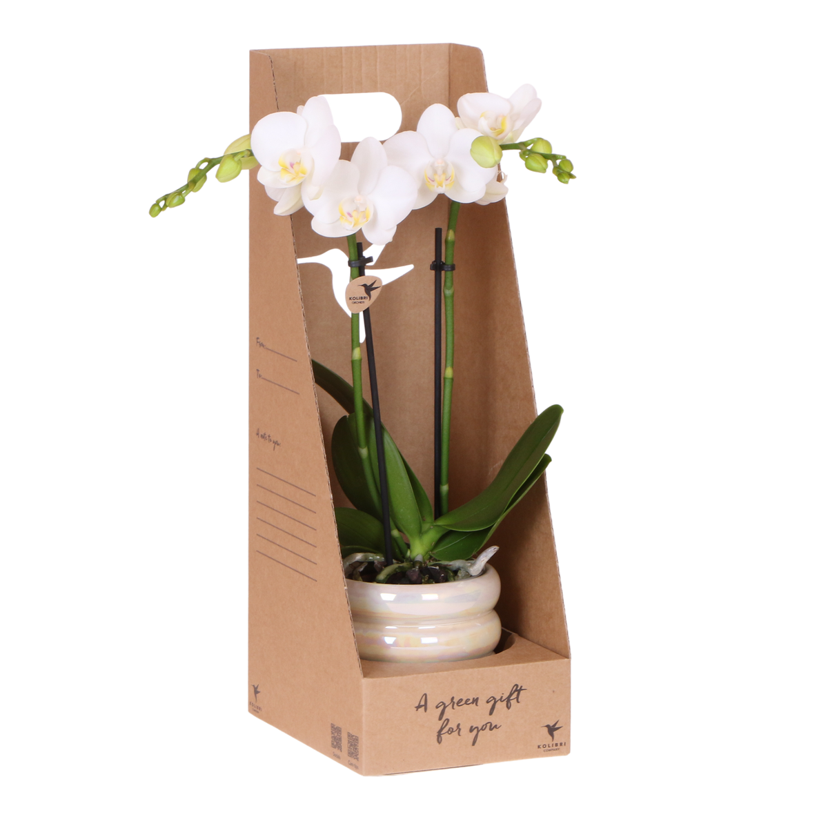 Kolibri Orchids | Weiße Phalaenopsis Orchidee - Mineral Amabilis im Glow Travertin Übertopf mit Geschenkbox - Ø9 cm