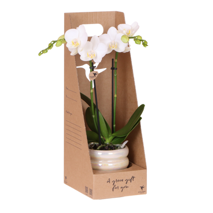 Kolibri Orchids | Weiße Phalaenopsis Orchidee - Mineral Amabilis im Glow Travertin Übertopf mit Geschenkbox - Ø9 cm