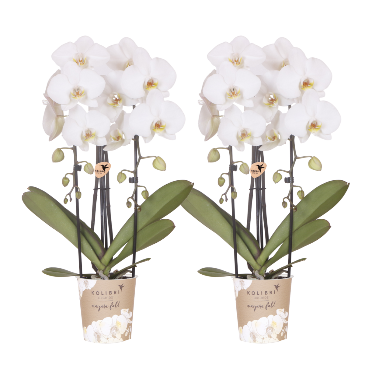 Kolibri Orchids | Kombi-Angebot - 2 Weiße Phalaenopsis Orchideen Niagara Fall White - Ø12 cm