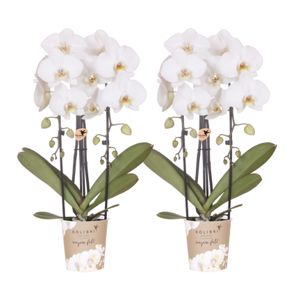 Kolibri Orchids | Kombi-Angebot - 2 Weiße Phalaenopsis Orchideen Niagara Fall White - Ø12 cm