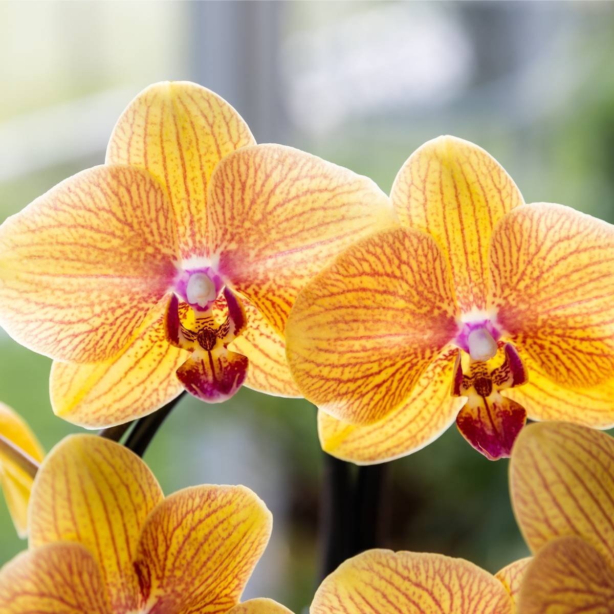 Kolibri Orchids | Kombi-Angebot - 2 Orange-Rosa Phalaenopsis Orchideen Niagara Fall Sunny Bunny - Ø12 cm