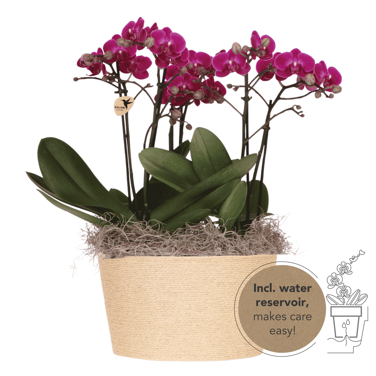Kolibri Orchids | Violettes Jungle Bouquet Mineral Morelia im Reed Basket