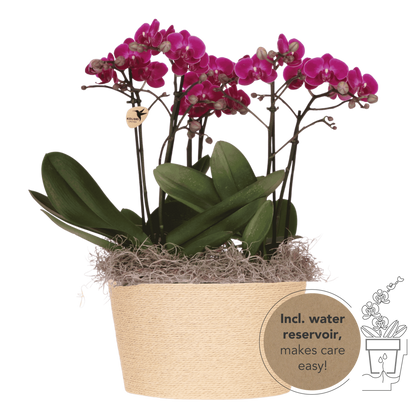 Kolibri Orchids | Violettes Jungle Bouquet Mineral Morelia im Reed Basket