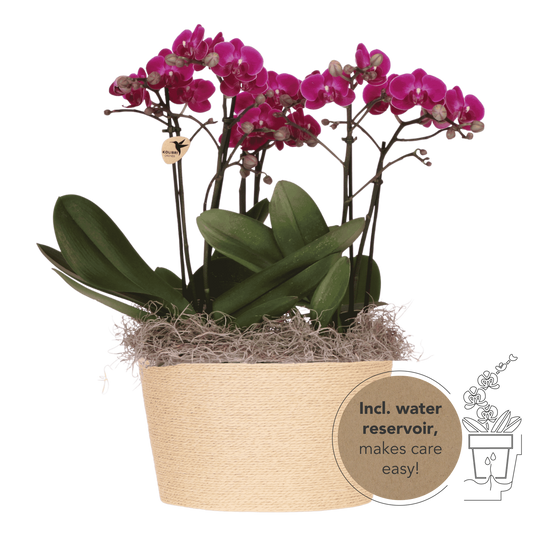 Kolibri Orchids | Violettes Jungle Bouquet Mineral Morelia im Reed Basket