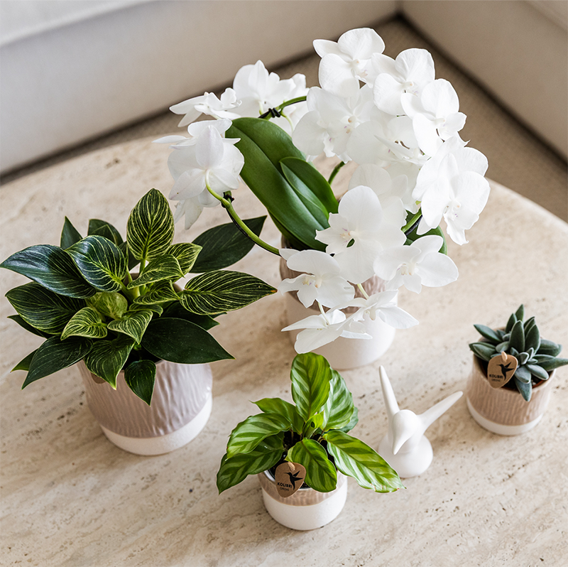 Kolibri Home | Tree Übertopf - Sand - Ø6cm