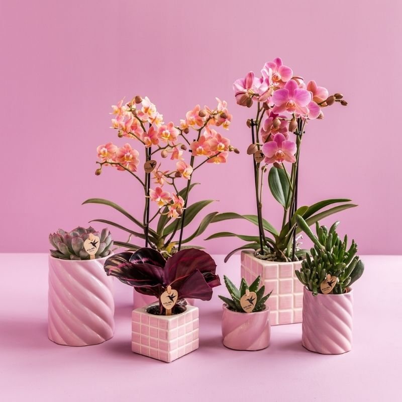 Kolibri Greens | Grünpflanze - Calathea Dottie - Grüne Zimmerpflanze - Frisch vom Züchter - Ø6cm