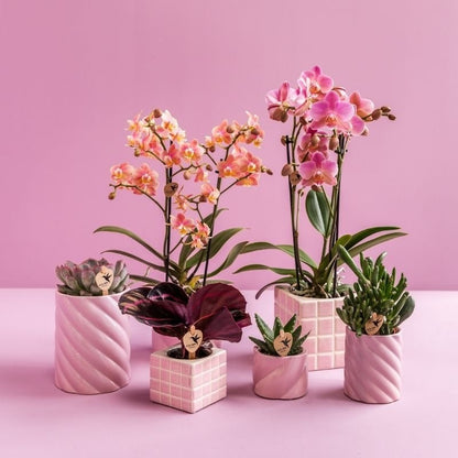 Kolibri Greens | Grünpflanze - Calathea Dottie - Grüne Zimmerpflanze - Frisch vom Züchter - Ø6cm