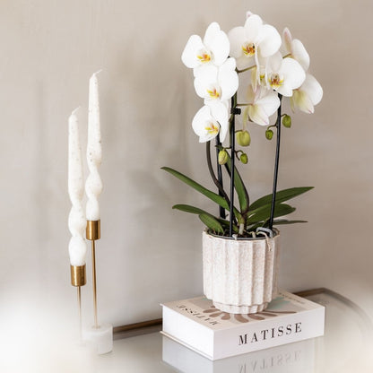Kolibri Orchids | Kombi-Angebot - 4 Weiße Phalaenopsis Orchideen Niagara Fall White - Ø12 cm