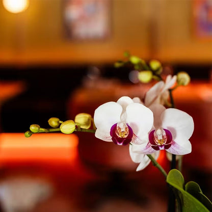 Kolibri Orchids | Kombi-Angebot - 4 Weiße Phalaenopsis Orchideen Mineral Gibraltar - Ø9 cm