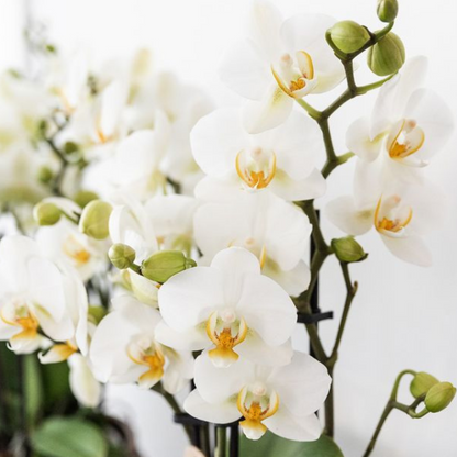 Pflanzenset Mediterranean Sunset | Weiße Phalaenopsis Orchidee Lausanne und Sukkulenten inkl. Keramik-Ziertöpfe