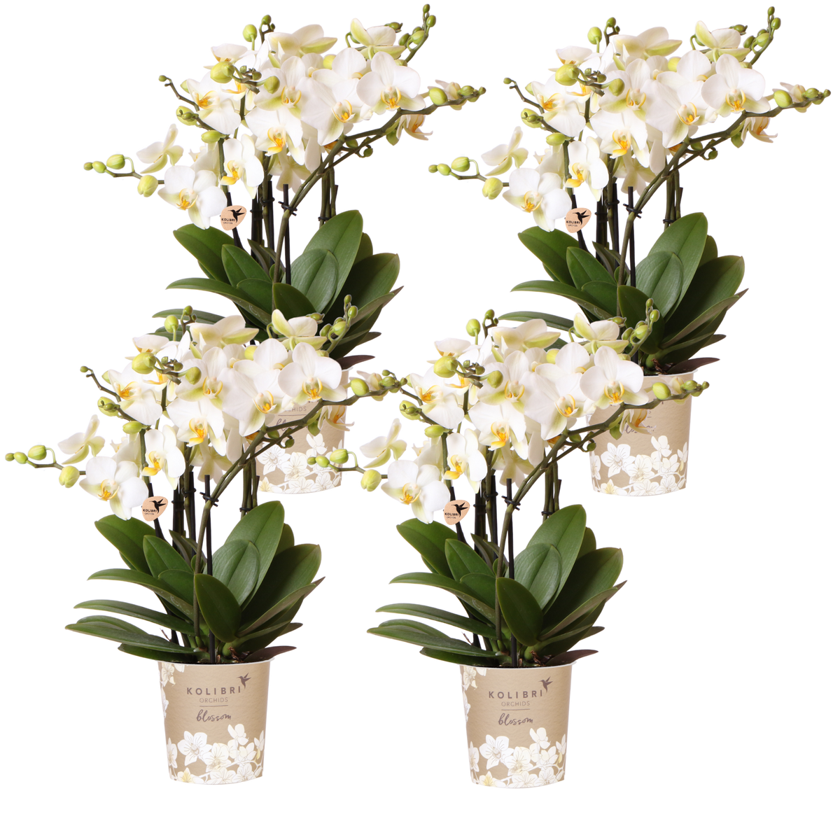 Kolibri Orchids | Kombi-Angebot - 4 Weiße Phalaenopsis Orchideen Blossom Lausanne - Ø12 cm