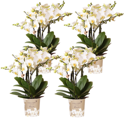 Kolibri Orchids | Kombi-Angebot - 4 Weiße Phalaenopsis Orchideen Blossom Lausanne - Ø12 cm