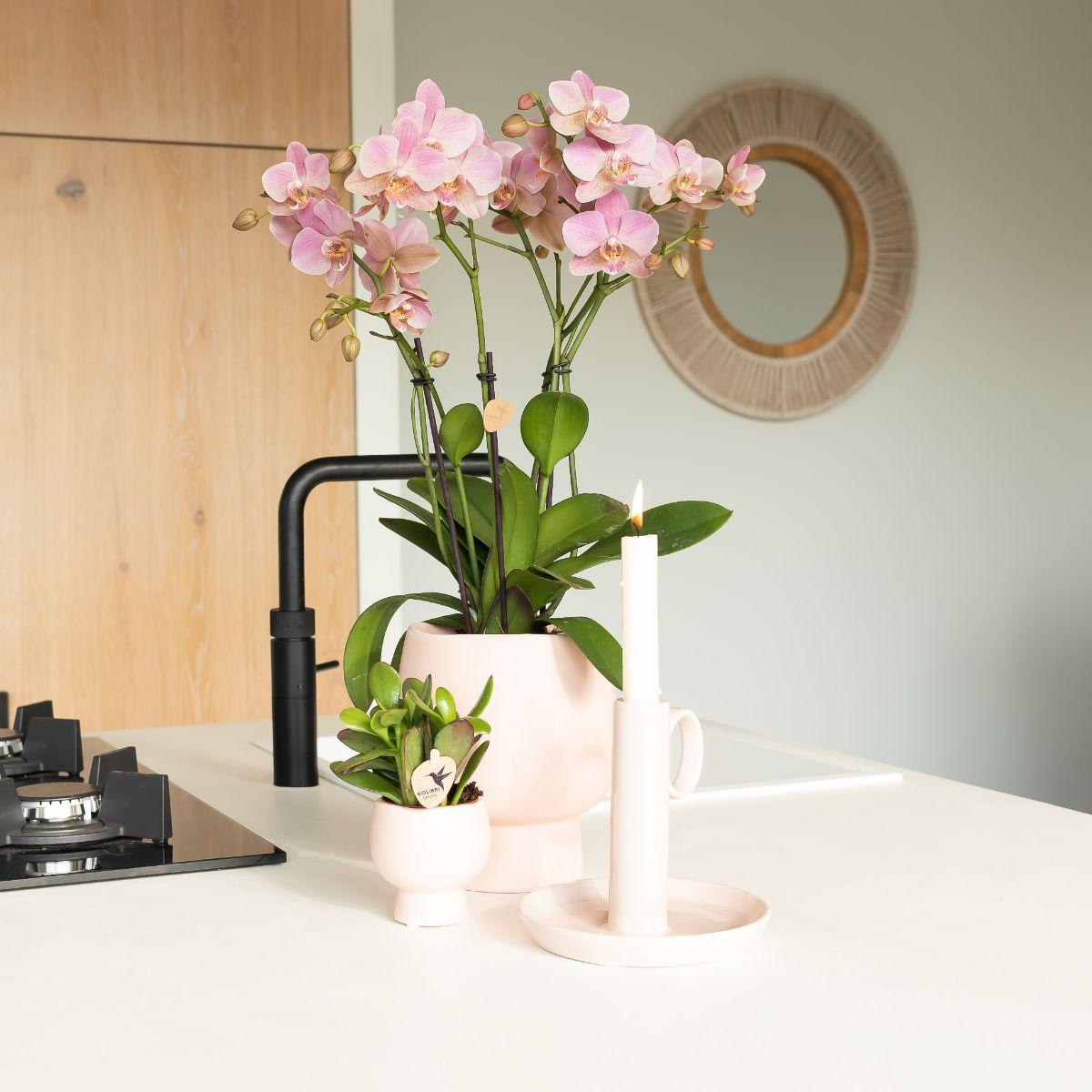 Kolibri Orchids | Altrosa Phalaenopsis Orchidee - Jewel Treviso - Topfgröße Ø12cm | blühende Zimmerpflanze - frisch vom Züchter