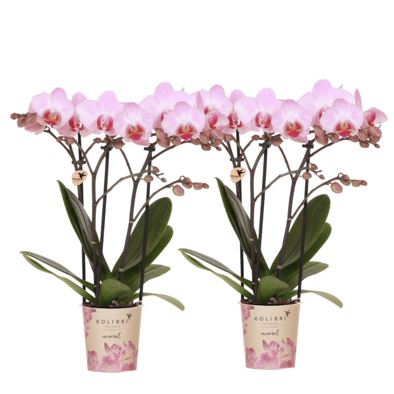 Kolibri Orchids | Kombi-Angebot - 2 Rosa Phalaenopsis Orchideen Mineral Antwerpen - Ø9 cm