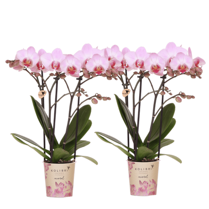 Kolibri Orchids | Kombi-Angebot - 2 Rosa Phalaenopsis Orchideen Mineral Antwerpen - Ø9 cm