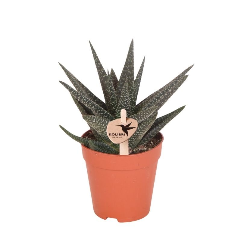 Kolibri Greens | Grünpflanze - Sukkulente Haworthia Royal Highness - Grüne Zimmerpflanze - Frisch vom Züchter - Ø9cm