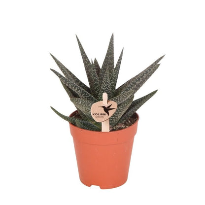 Kolibri Greens | Grünpflanze - Sukkulente Haworthia Royal Highness - Grüne Zimmerpflanze - Frisch vom Züchter - Ø9cm