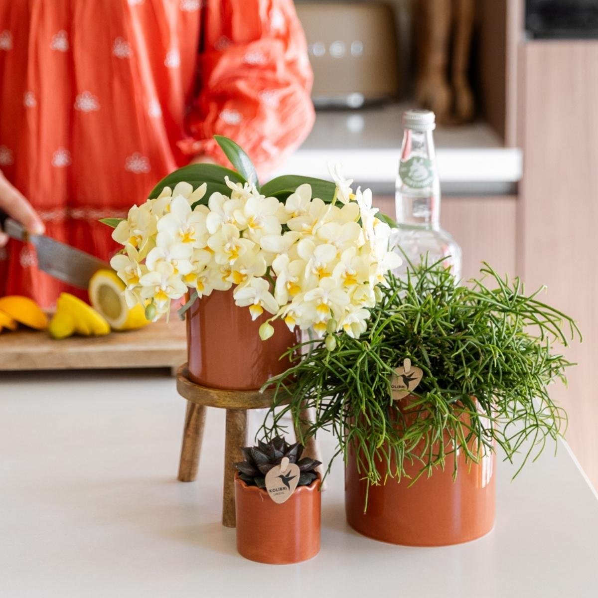Kolibri Orchids | Gelbe Phalaenopsis-Orchidee - Botanic Gelbe - Blühende Zimmerpflanze - Frisch vom Züchter - Ø9cm