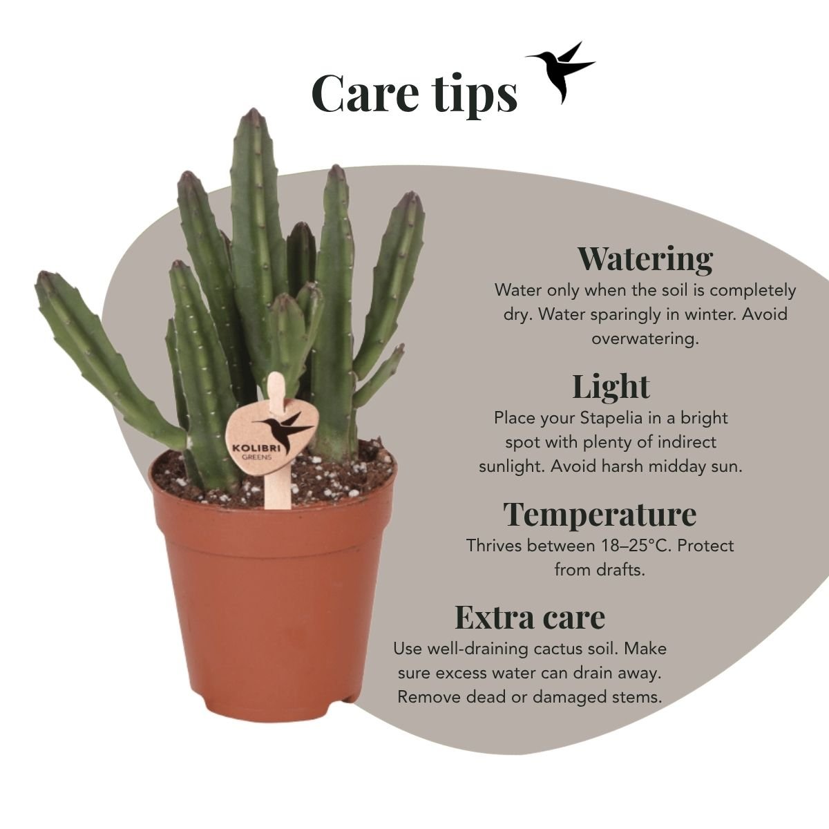 Kolibri Greens | Grünpflanze - Stapelia Leendertziae - grüne Zimmerpflanze - frisch vom Züchter - Ø9cm