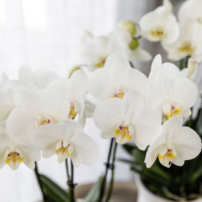 Kolibri Orchids | Geschenkset Allure Shiny Gold - Weiße Phalaenopsis Orchidee Mineral Amabilis & Sukkulente