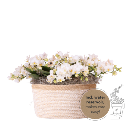 Kolibri Orchids | Weißes Jungle Bouquet Botanic Nazare im Cotton Basket