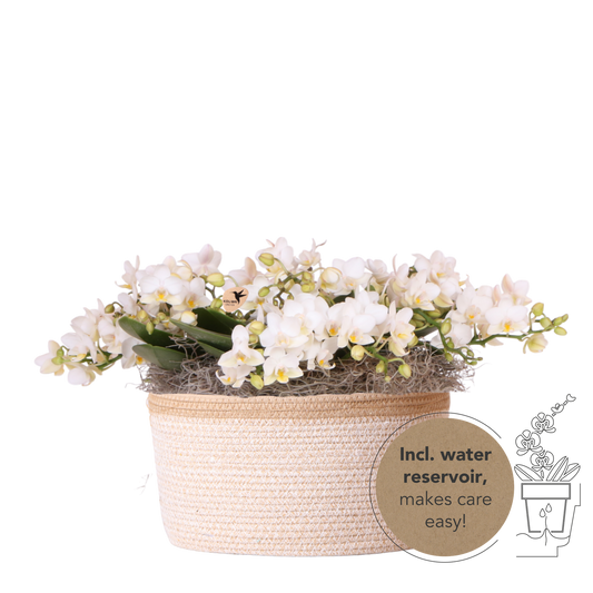Kolibri Orchids | Weißes Jungle Bouquet Botanic Nazare im Cotton Basket