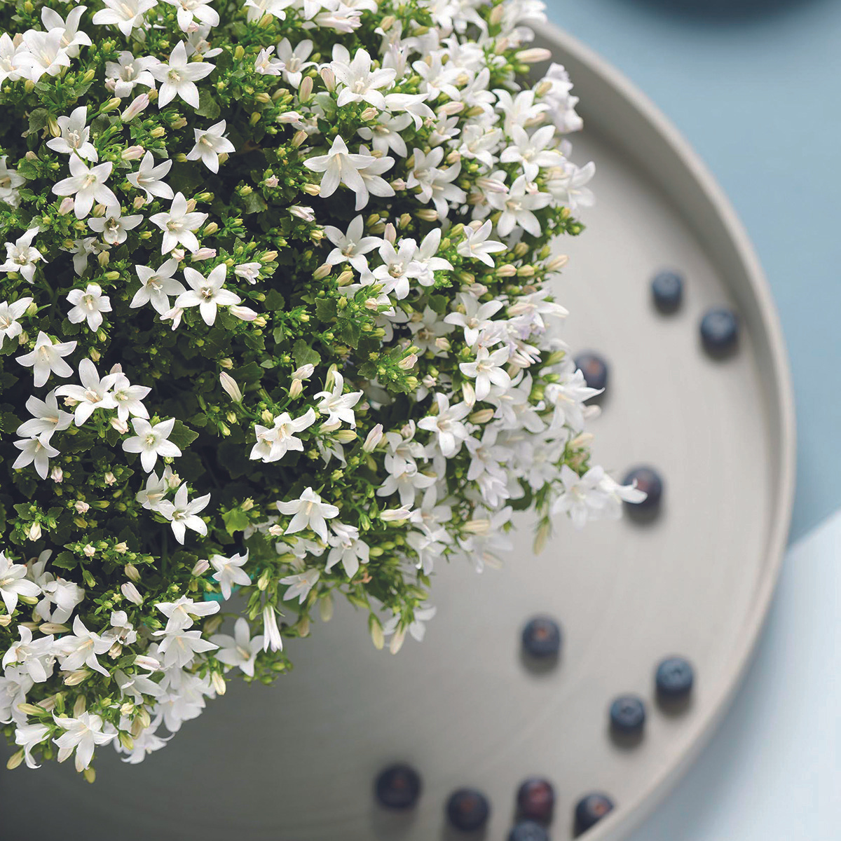 2x Campanula Addenda Ambella White in Malaga-Dekotöpfen – Topfgröße 12 cm – Staude – winterhart