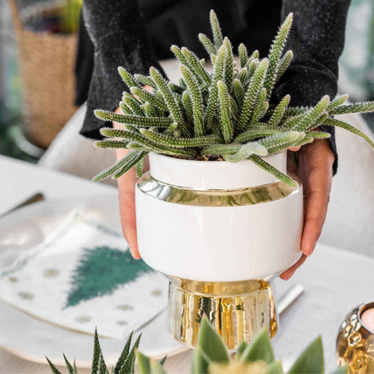 Kolibri Greens | Sukkulente Crassula Hobbit im Le Chic Übertopf Gold - Ø9 cm