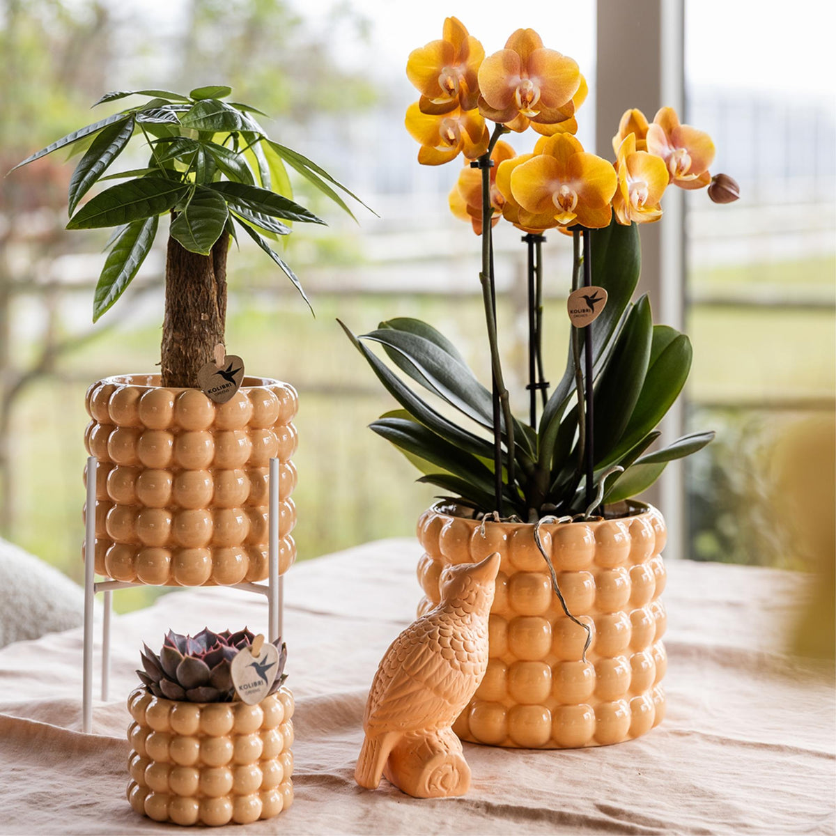 Kolibri Orchideen | Orange-goldene Phalaenopsis-Orchidee - Jewel Las Vegas - Topfgröße Ø12cm | blühende Topfpflanze - frisch vom Züchter
